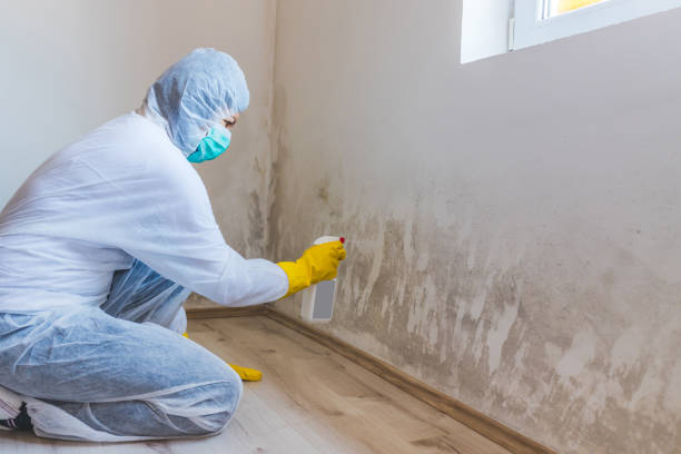 Licensed Mold Inspection service in Juliustown, NJ - WQB Mold Removal